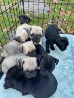 Pug Puppies for sale in Hawley, PA 18428, USA. price: $1,000