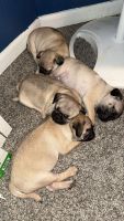 Pug Puppies for sale in Thornton, CO, USA. price: $250