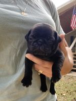 Pug Puppies for sale in Gainesville, FL, USA. price: $1,000
