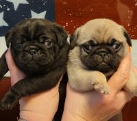 Pug Puppies for sale in Washington State Capitol Building, 416 Sid Snyder Ave SW, Olympia, WA 98504, USA. price: NA