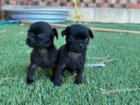Pug Puppies for sale in Fort Lupton, CO 80621, USA. price: $700