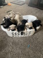 Pug Puppies for sale in Zanesville, OH 43701, USA. price: NA