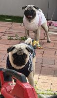 Pug Puppies for sale in Arroyo Grande, CA 93420, USA. price: $500