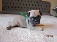 Pug Puppies for sale in Port Charlotte, FL, USA. price: $1,350