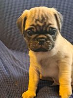 Pug Puppies for sale in Edgerton, WI 53534, USA. price: $1,000