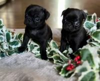 Pug Puppies for sale in Lexington, IN 47138, USA. price: $1,300