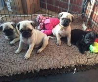 Pug Puppies for sale in California City, CA, USA. price: $290