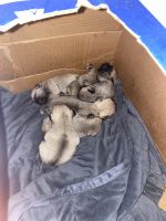 Pug Puppies for sale in Somerville, TN 38068, USA. price: $600