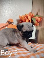 Pug Puppies for sale in Odem, TX 78370, USA. price: $300