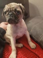 Pug Puppies for sale in Dayton, OH, USA. price: $1,000