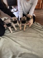 Pug Puppies for sale in Hamburg, NY 14075, USA. price: $800