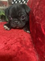 Pug Puppies for sale in Aurora, CO, USA. price: $1,100