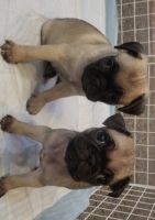 Pug Puppies for sale in Old Mueschke Rd, Texas, USA. price: NA