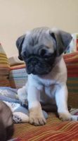 Pug Puppies for sale in Biddeford, ME 04005, USA. price: $1,200