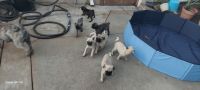 Pug Puppies for sale in Lakewood, CA, USA. price: $400