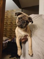 Pug Puppies for sale in Windsor, CT, USA. price: $1,000