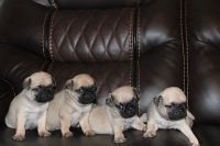Pug Puppies for sale in Houston, TX, USA. price: $500