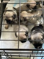 Pug Puppies for sale in Louisville, Kentucky. price: $800