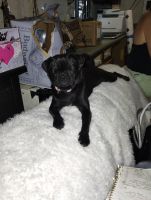 Pug Puppies for sale in San Diego, California. price: $850