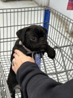 Pug Puppies for sale in Bartow, Florida. price: $350