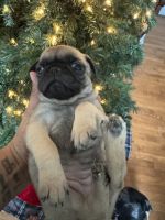 Pug Puppies for sale in Frederick, MD, USA. price: $1,400