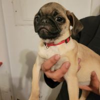 Pug Puppies for sale in Holland, Michigan. price: $650