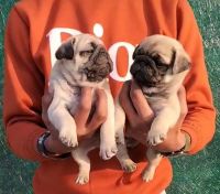 Pug Puppies for sale in Meerut, Uttar Pradesh. price: 12,000 INR