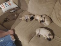 Pug Puppies for sale in Fort Wayne, Indiana. price: $1,500