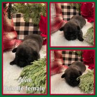 Pug Puppies for sale in Eaton, OH 45320, USA. price: $800