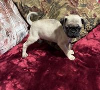Pug Puppies for sale in Detroit, Michigan. price: $350