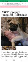 Pug Puppies for sale in Boswell, Indiana. price: $500