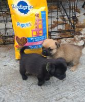 Pug Puppies for sale in Pomona, California. price: $1,500