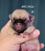 Pug Puppies for sale in Olin, NC 28660, USA. price: $1,800