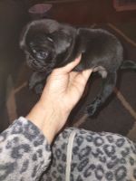 Pug Puppies for sale in Terre Haute, Indiana. price: $500
