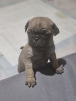 Pug Puppies for sale in San Antonio, Texas. price: $800