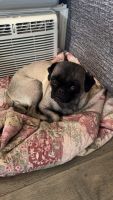 Pug Puppies for sale in Grand Junction, Colorado. price: $500