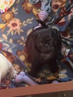 Pug Puppies for sale in Buffalo, New York. price: $1,200