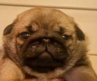 Pug Puppies for sale in Chiefland, Florida. price: $2,500