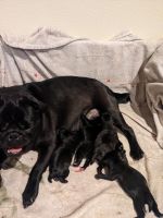Pug Puppies for sale in Ixonia, Wisconsin. price: $1,000