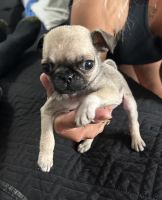 Pug Puppies for sale in Pomona, California. price: $300