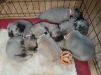 Pug Puppies for sale in Gaffney, South Carolina. price: $1,300