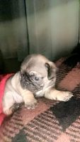 Pug Puppies for sale in Apple Valley, California. price: $250