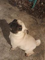 Pug Puppies for sale in Newark, New Jersey. price: $1,200