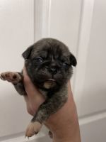 Pug Puppies for sale in Somerville, Alabama. price: $1,000