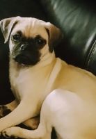 Pug Puppies for sale in San Antonio, TX, USA. price: $100