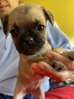 Pug Puppies for sale in Compton, California. price: $400
