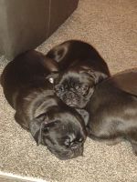 Pug Puppies for sale in Armstrong, IA 50514, USA. price: $600