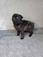 Pug Puppies for sale in Columbia City, Indiana. price: $700