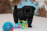 Pug Puppies for sale in Lancaster, Pennsylvania. price: $600