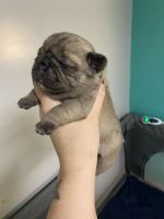 Pug Puppies for sale in Hawley, PA 18428, USA. price: $1,500